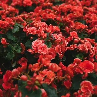 Rote Rosen