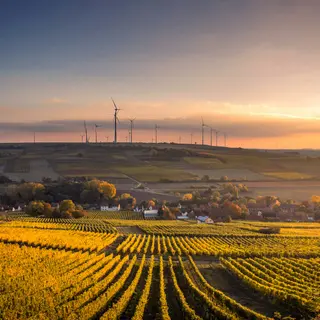 Weingut im Sonnenuntergang